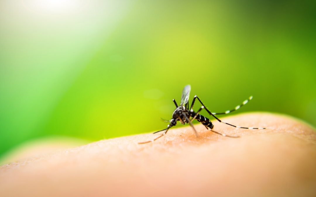 6 Ways to Keep Mosquitoes Off Your Property